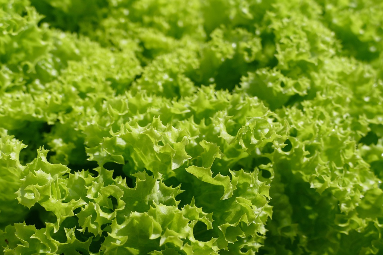 lettuce, lollo biondo, salad, leaf lettuce, curled leaves