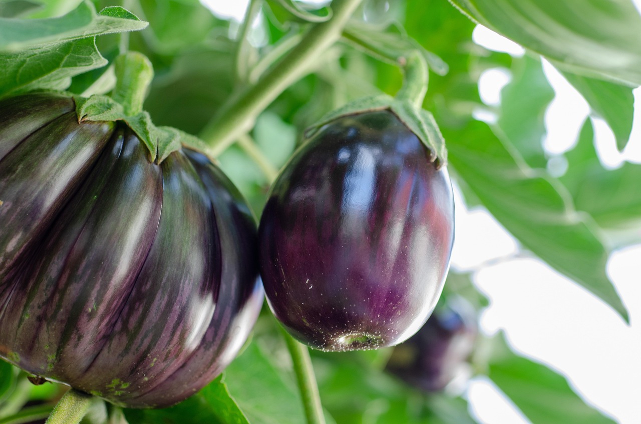 eggplant, vegetables, plant, fruits, food, nature, healthy, closeup, eggplant, eggplant, eggplant, eggplant, eggplant